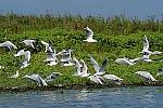 danube delta boat
